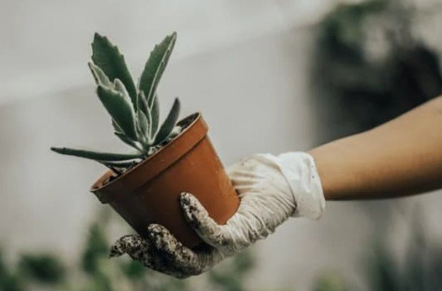 Choose Native Plants