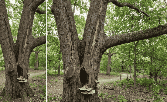 Critical Indicators That Your Tree Requires Structural Support